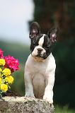 BOULEDOGUE FRANCAIS 1311